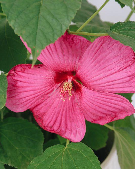 Rose Mauve Luna Rose