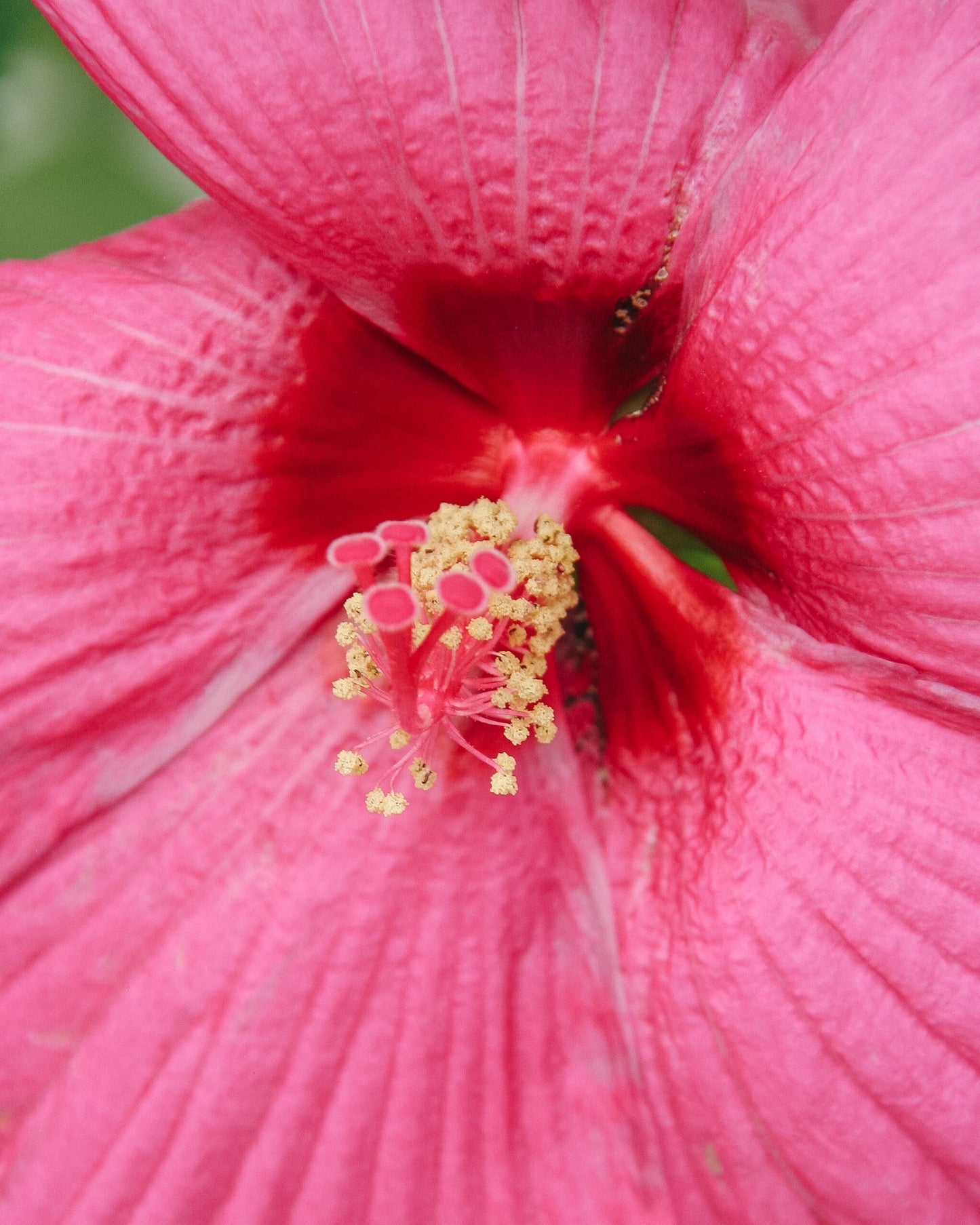 Luna Rose Rose Mallow