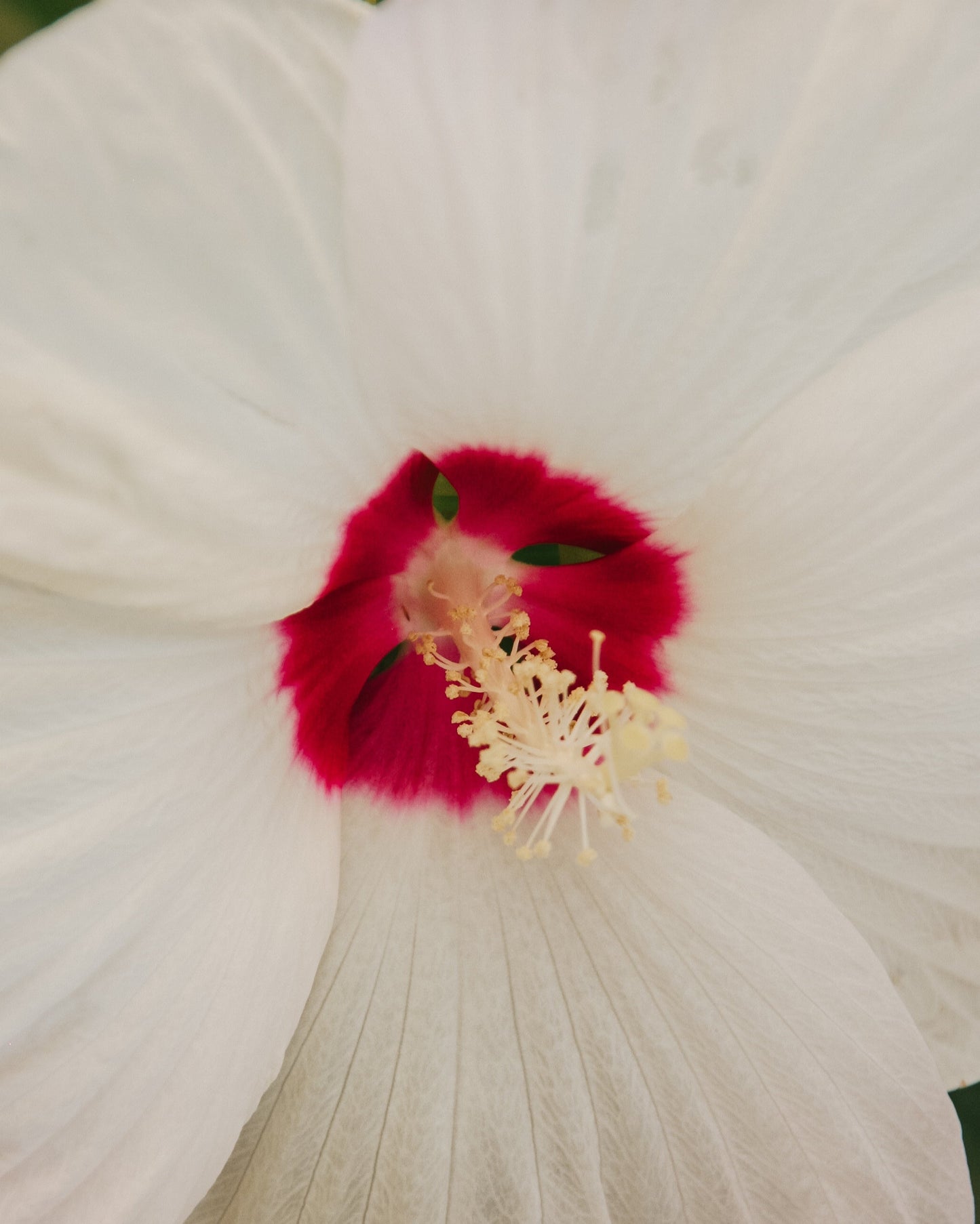 Mauve rose blanche Luna