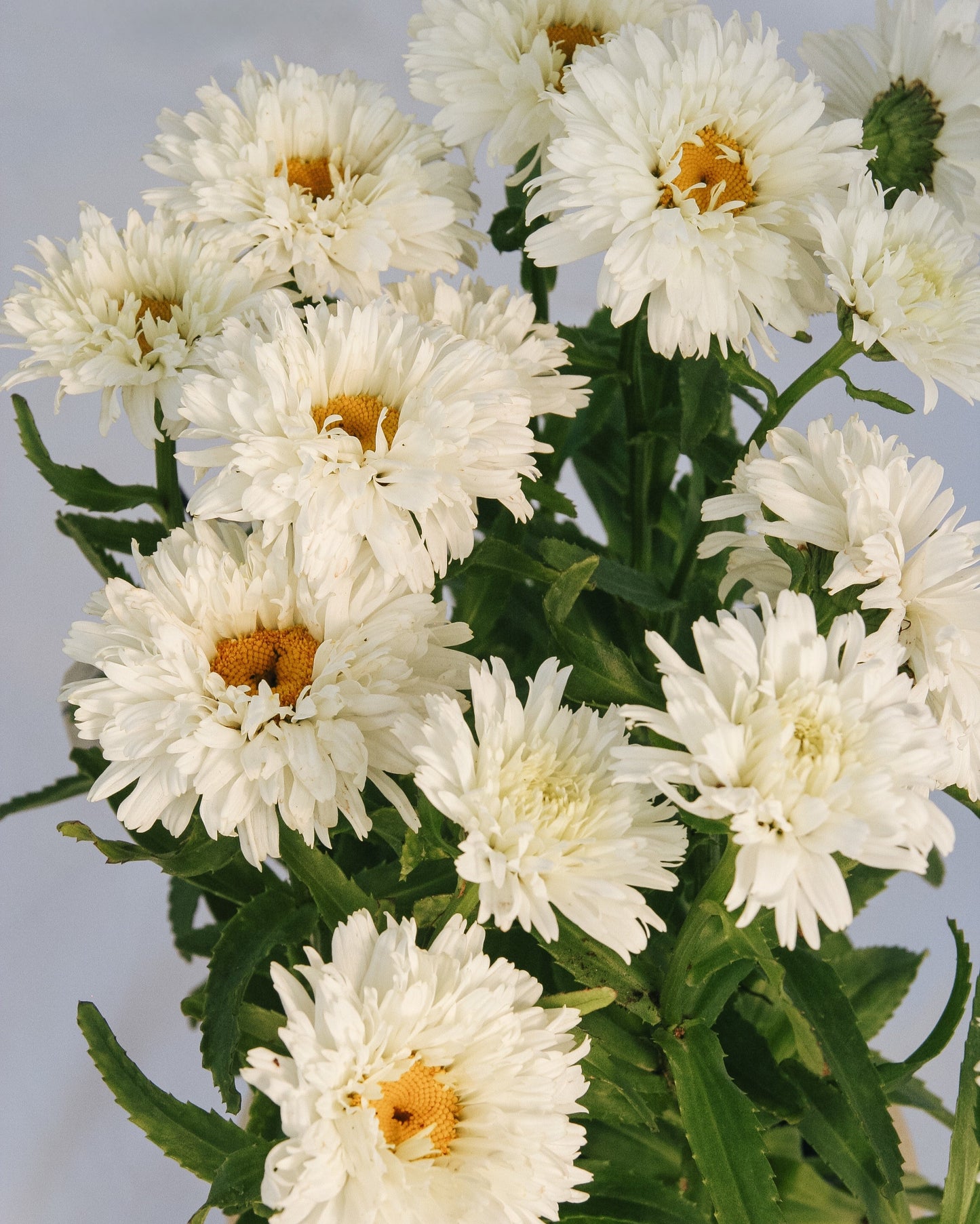 Macaroon Shasta Daisy