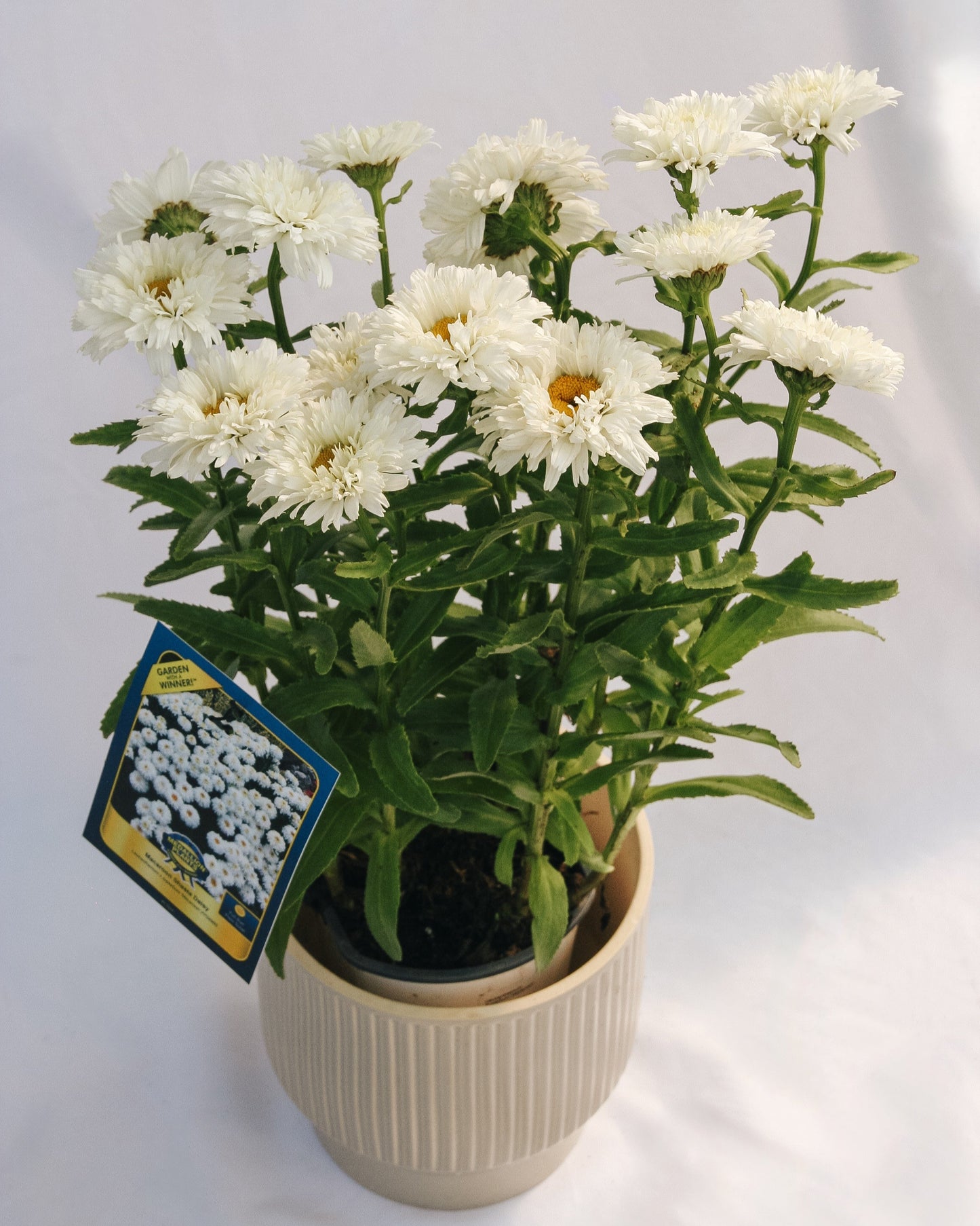 Macaroon Shasta Daisy