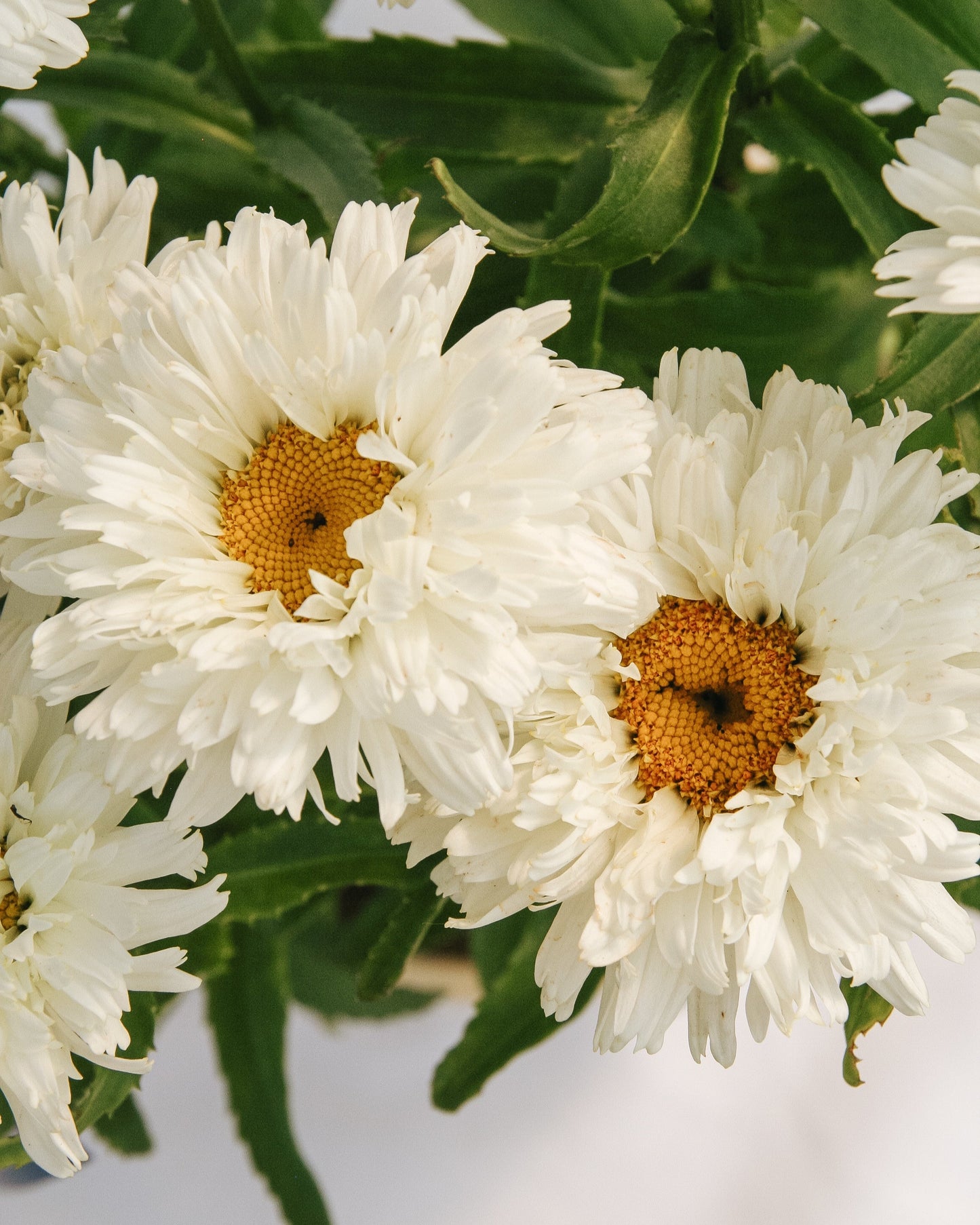 Macaroon Shasta Daisy