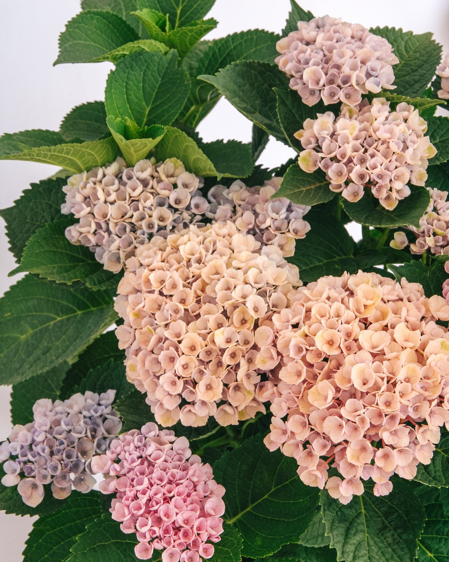 Hortensia de la révolution