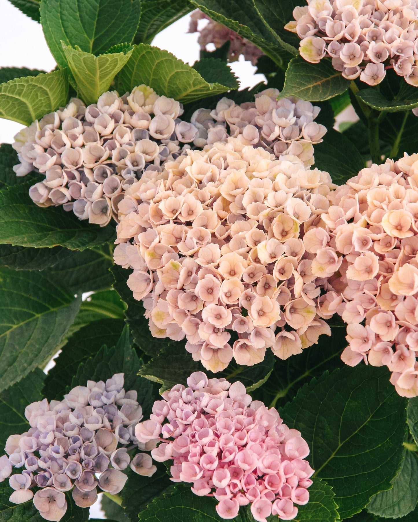 Hortensia de la révolution