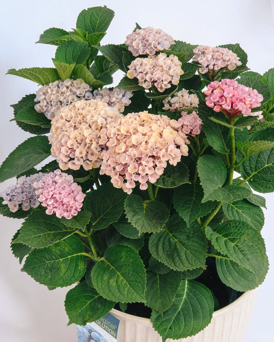 Revolution Hydrangea