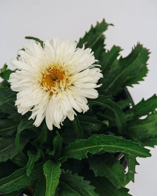 Guimauve Shasta Daisy
