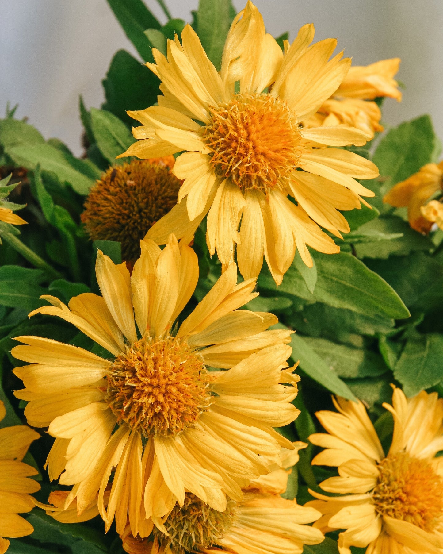 Fleur de couverture jaune de Mesa