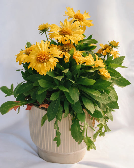 Mesa Yellow Blanket Flower