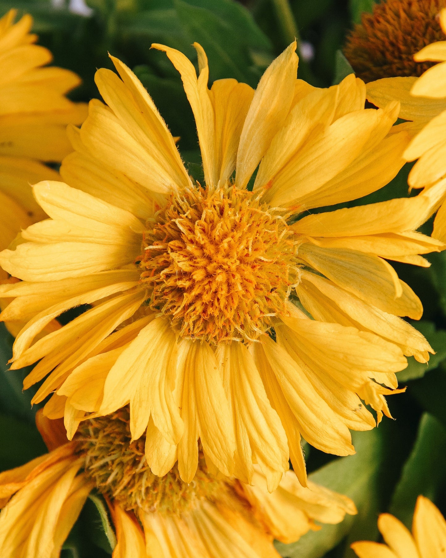 Fleur de couverture jaune de Mesa