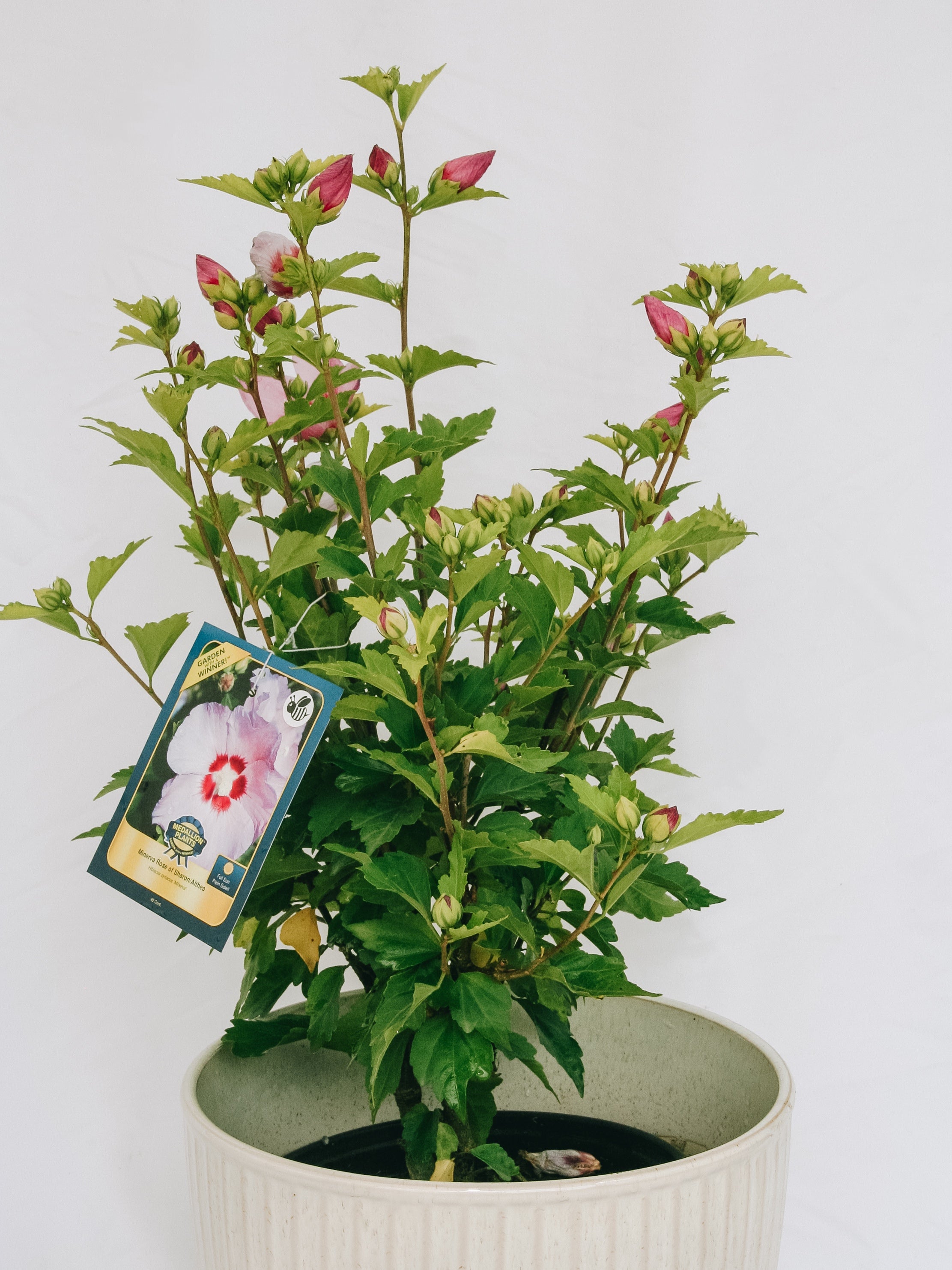 Minerva Rose of Sharon/Althea