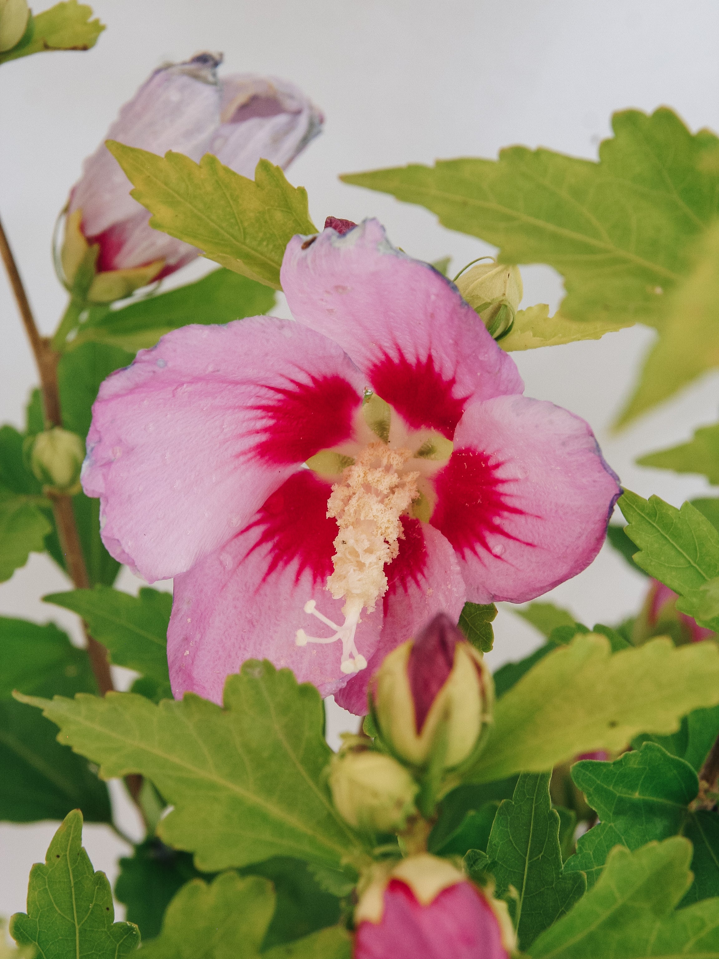 Minerva Rose of Sharon/Althea