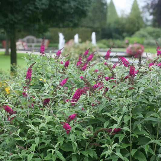 Miss Ruby Butterfly bush