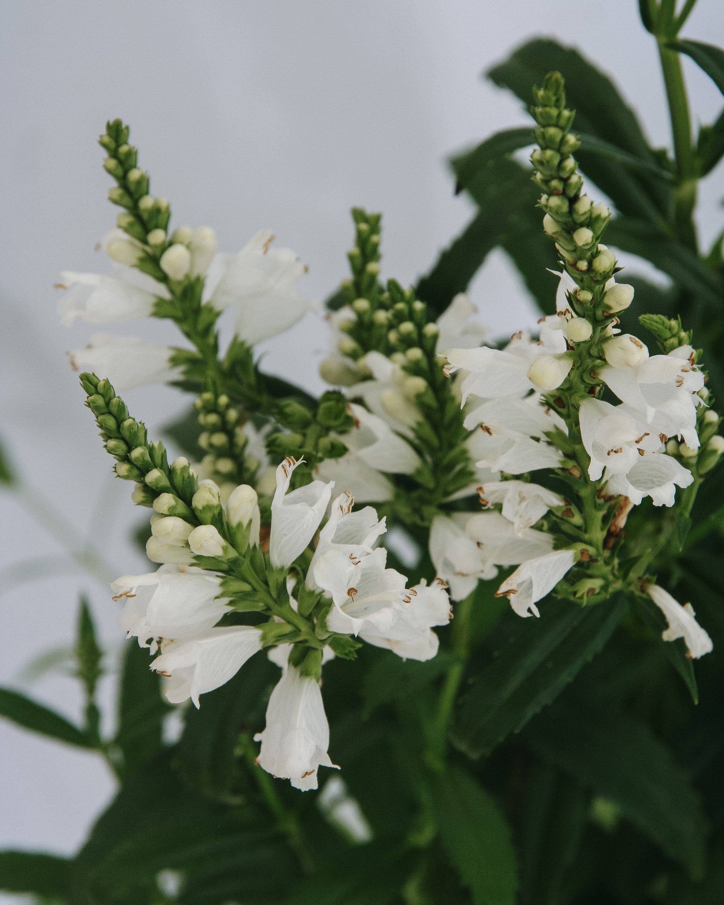 Miss Manners Obedient Plant