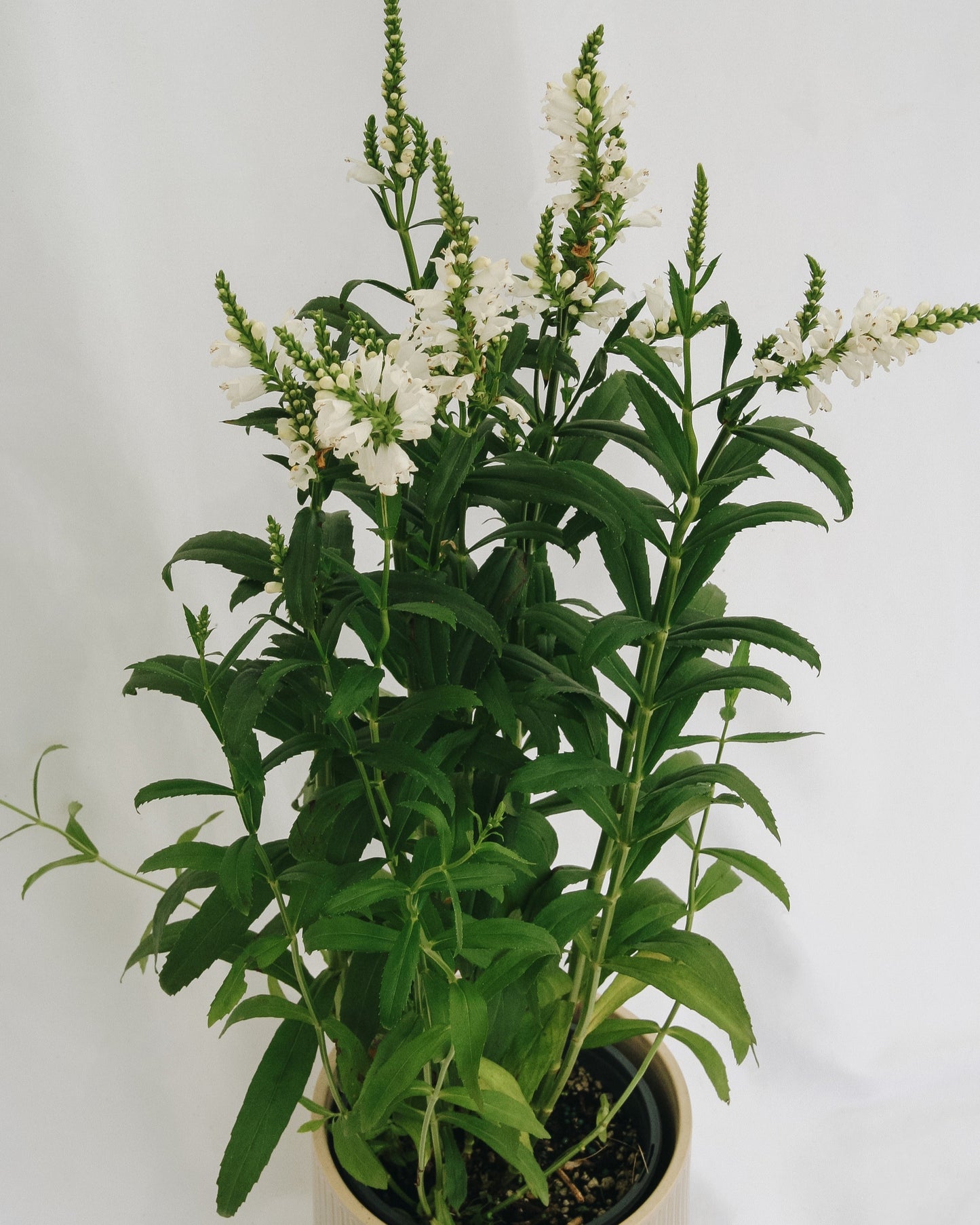 Miss Manners Obedient Plant