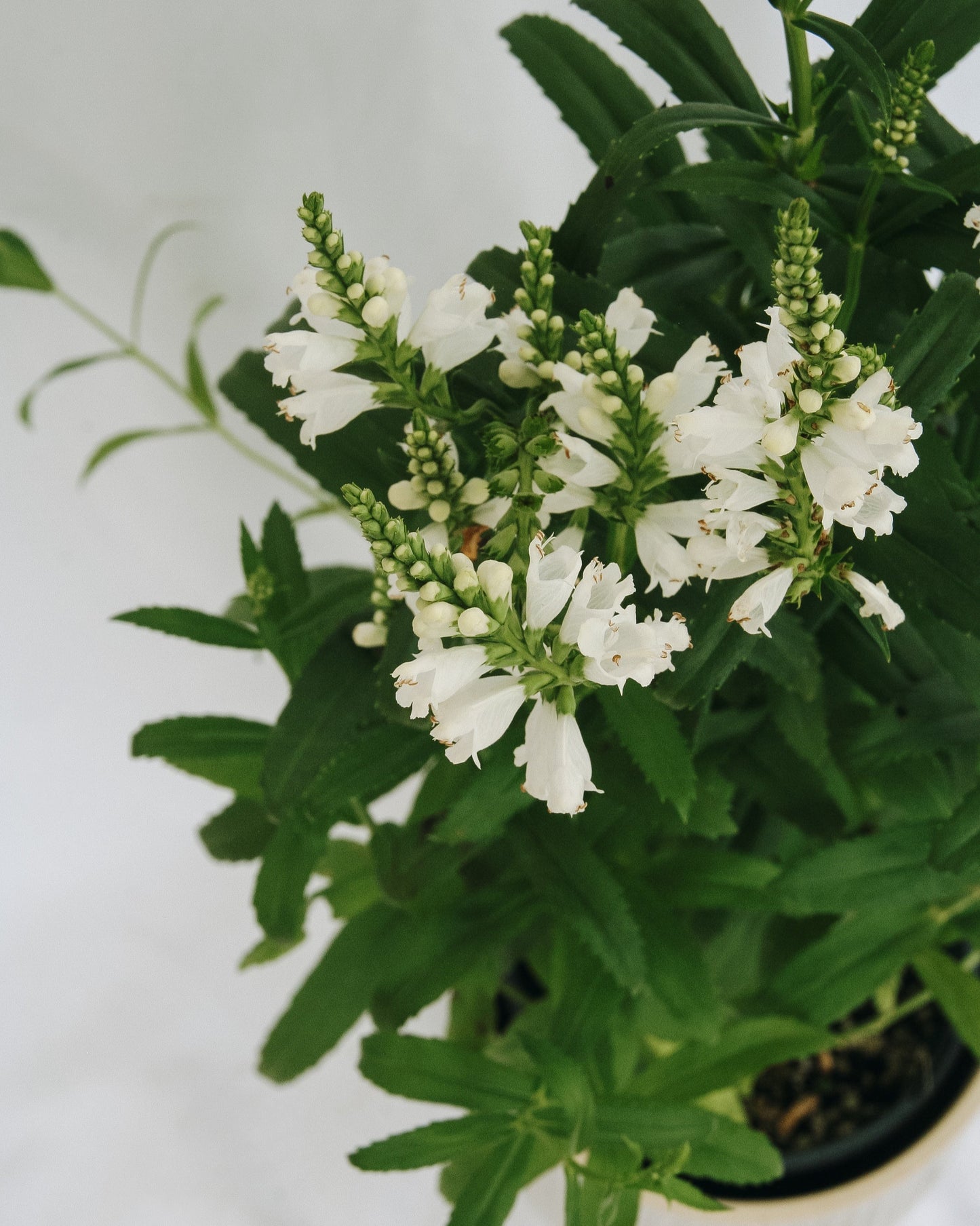 Miss Manners Obedient Plant