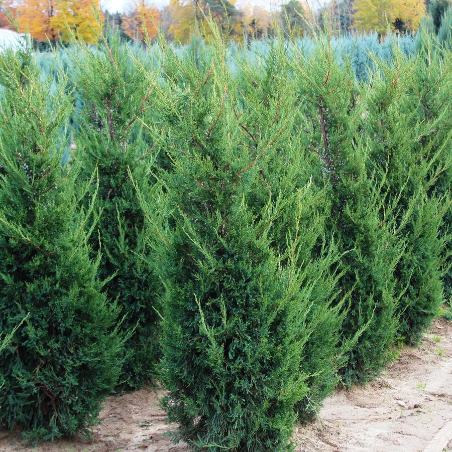Mountbatten Juniper