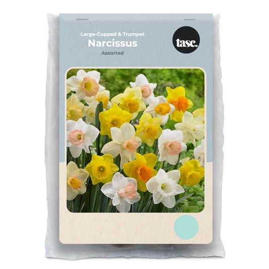 Large-Cupped & Trumpet Assorted Daffodil