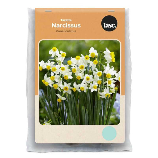 Tazetta Canaliculatus Daffodil