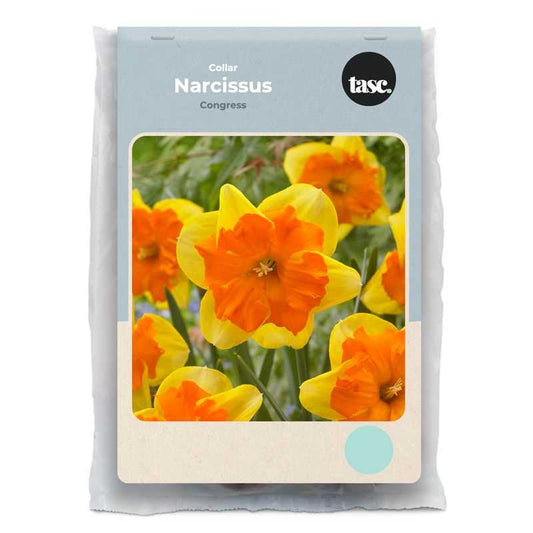 Collar Congress Daffodil