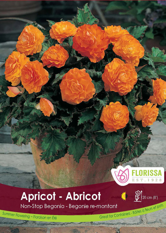 Non-stop Apricot Begonia