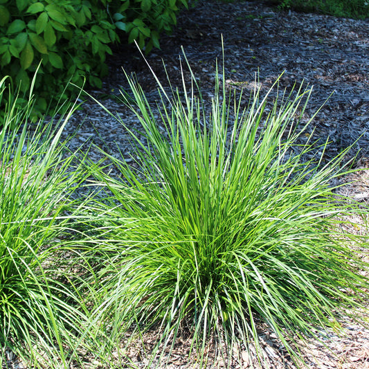 Herbe à cheveux touffue