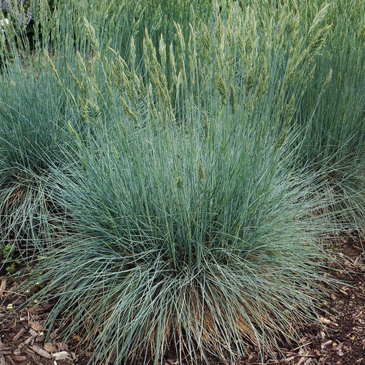 Aussi frais que la fétuque bleue glacée