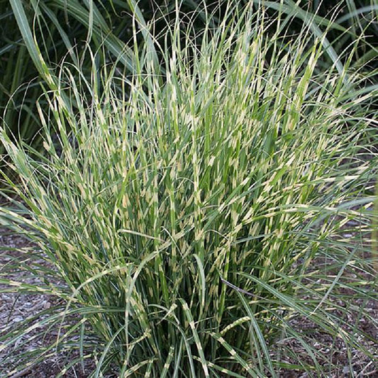 Bandwidth Silver Grass 1 Gallon / 1 Plant