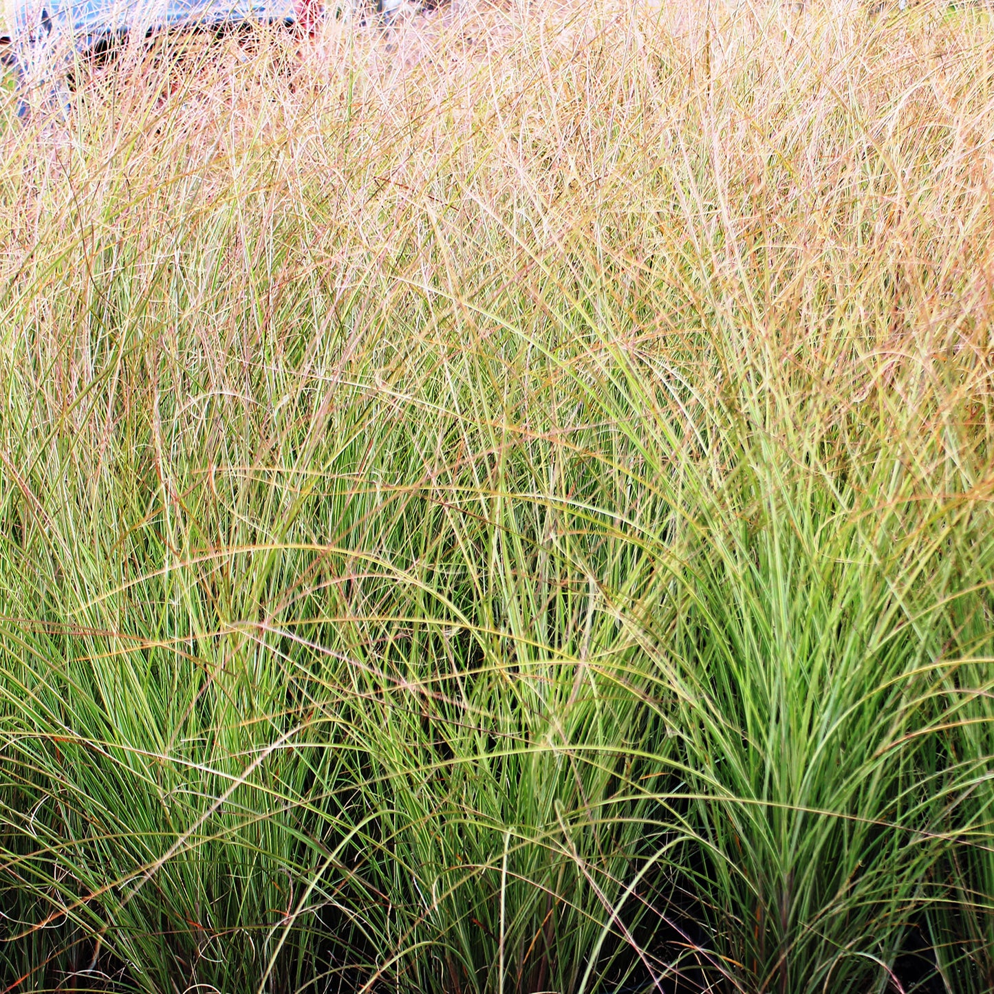 Morning Light Maiden Grass