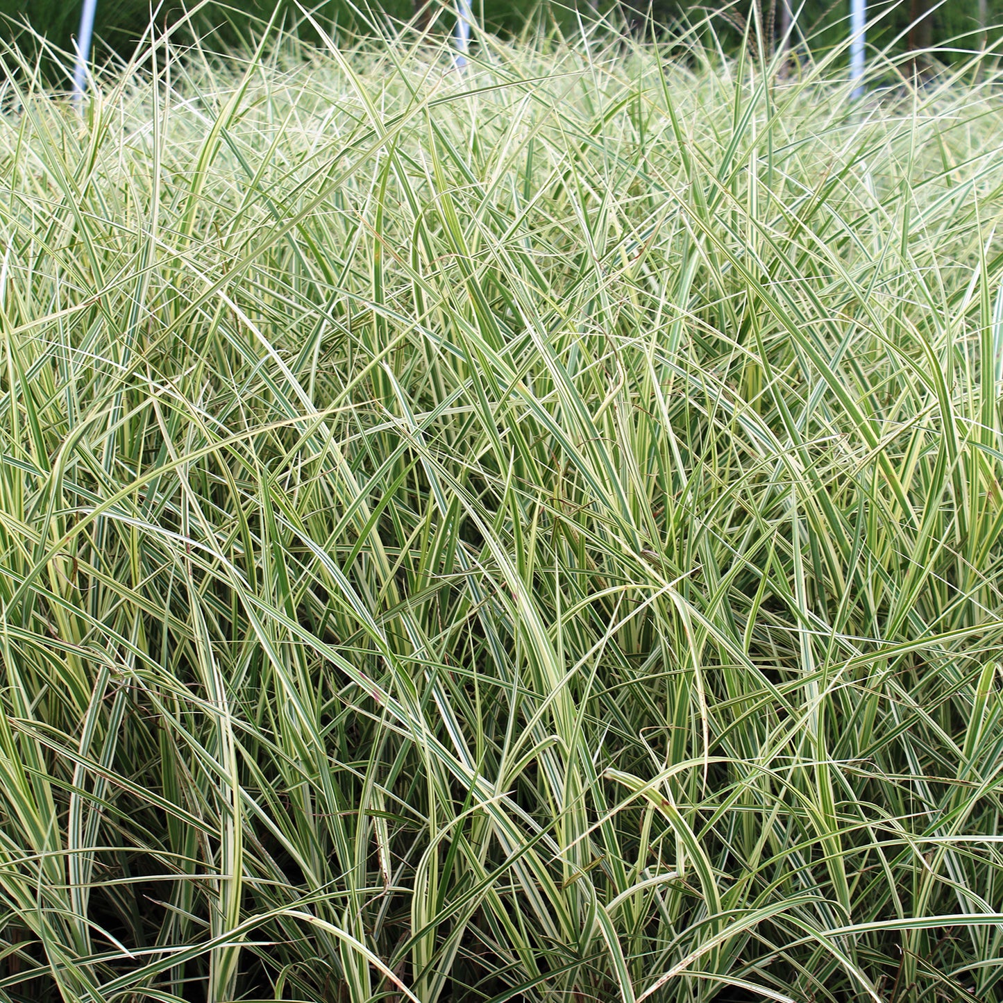 Variegated Maiden Grass