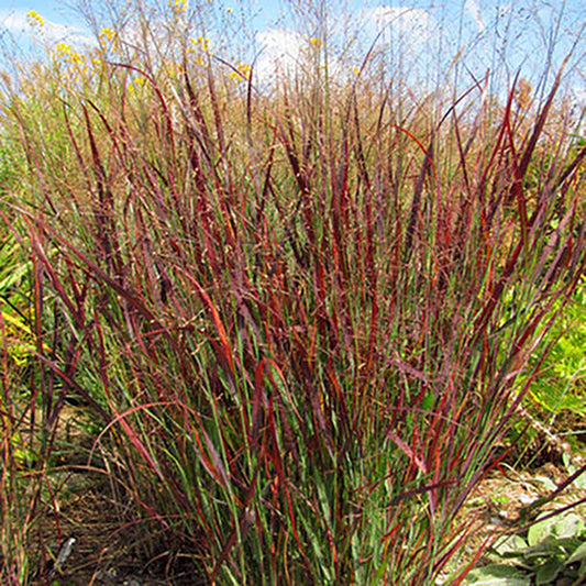 Blood Brothers Red Switch Grass 1 Gallon / 1 Plant