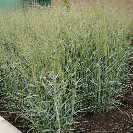 Switchgrass en métal lourd