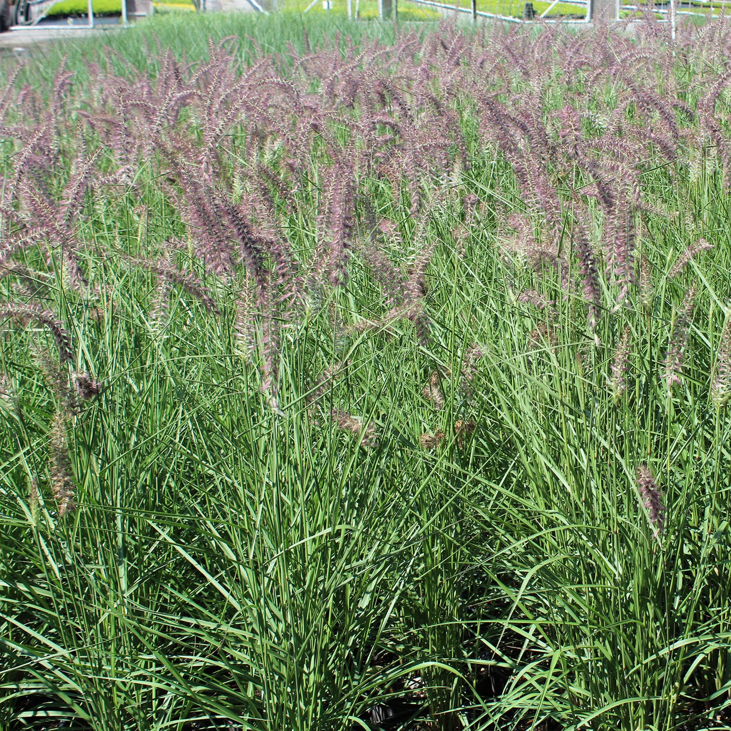 Karley Rose Fountain Grass