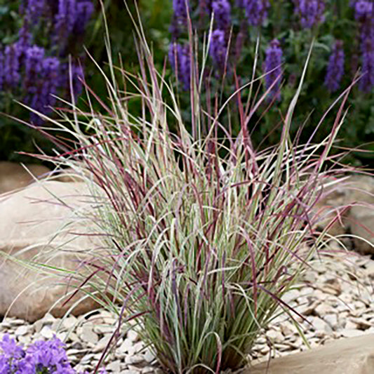 Little Bluestem