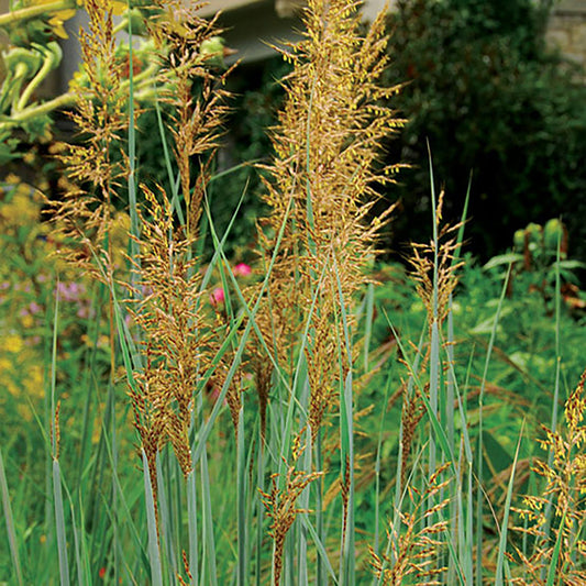 Herbe indienne