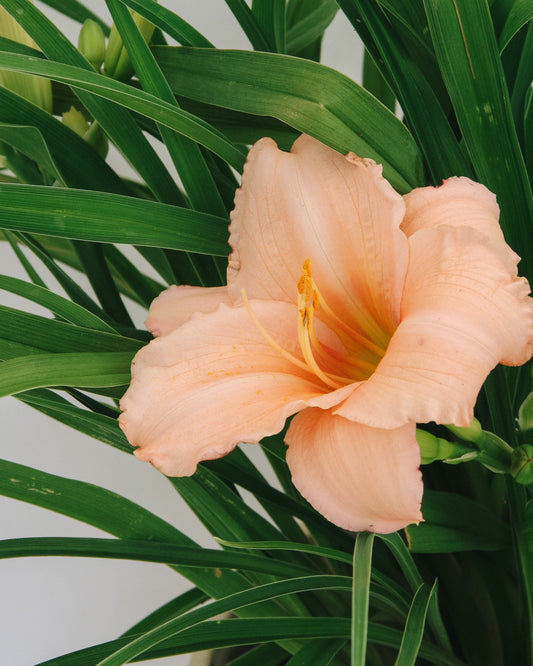 On and On Daylily