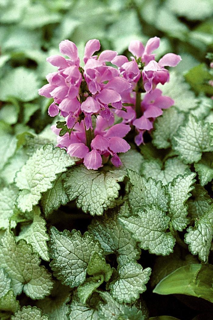 Orchid Frost Spotted Deadnettle