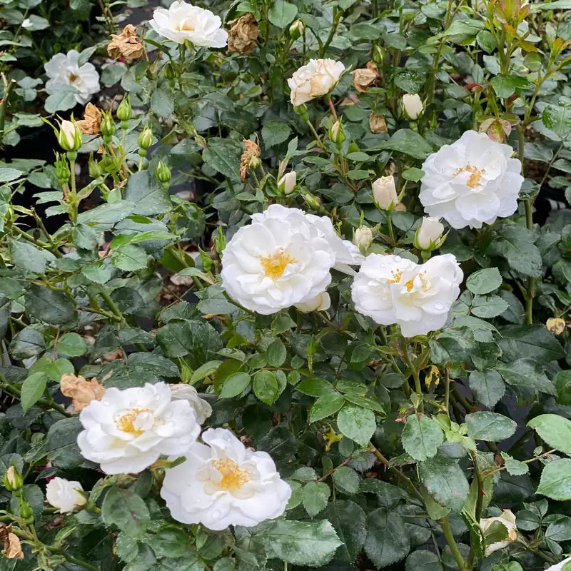 Rose de la baie glacée Oso Easy