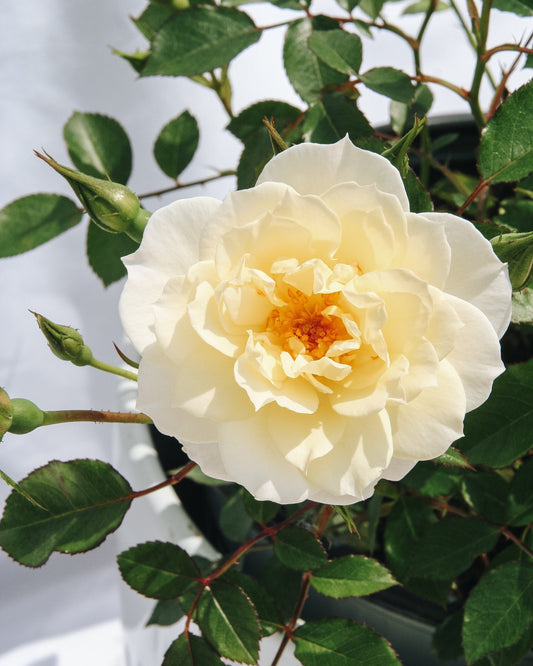 Oso Easy Italian Ice  Rose