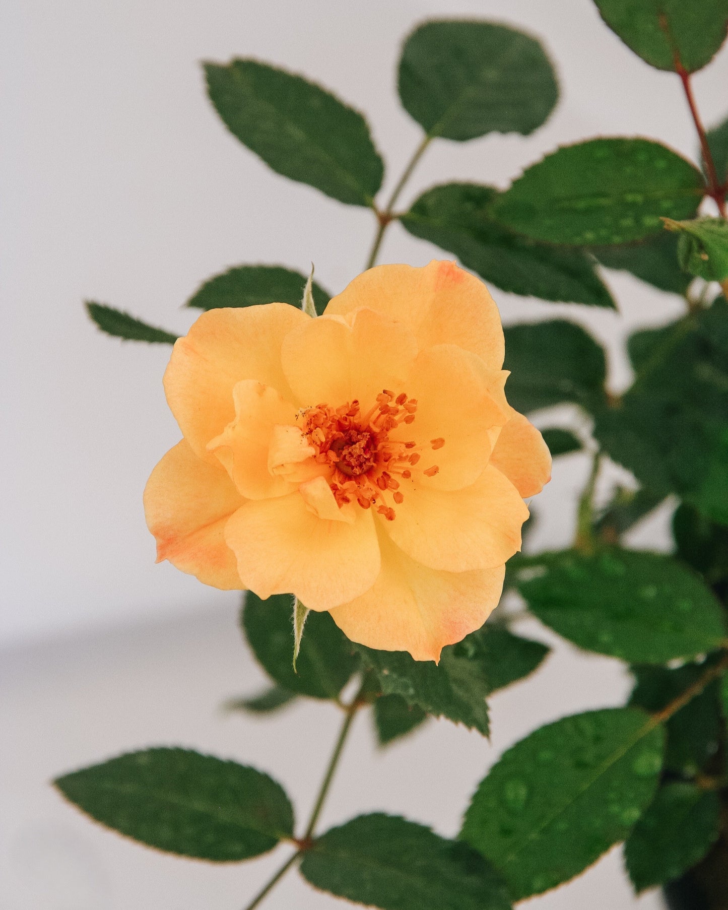 Rose glacé italien Oso Easy