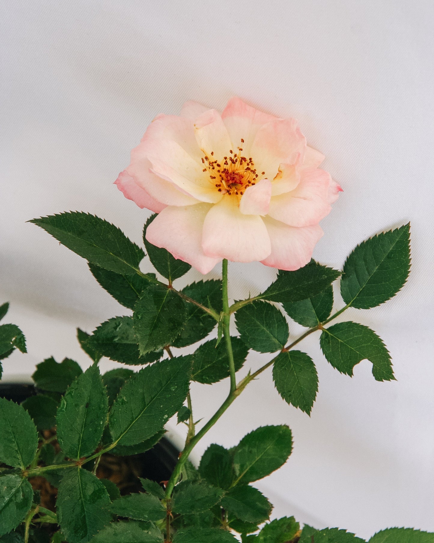 Rose glacé italien Oso Easy