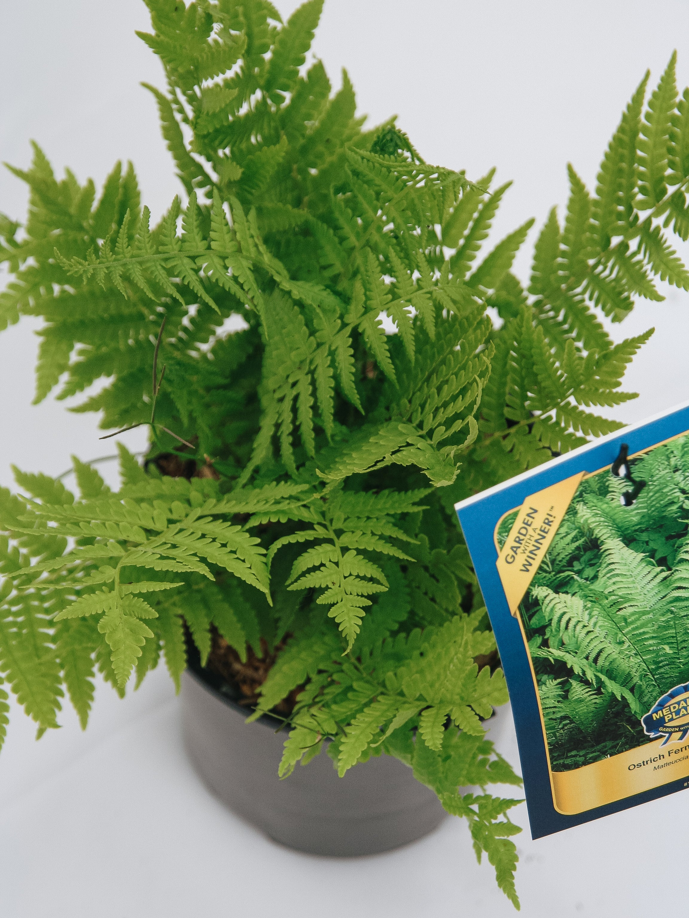 Ostrich Fern (Fiddlehead)
