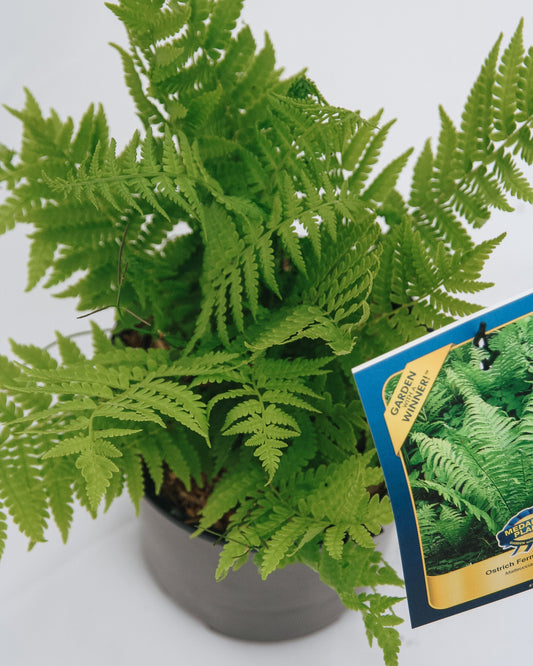 Ostrich Fern (Fiddlehead)
