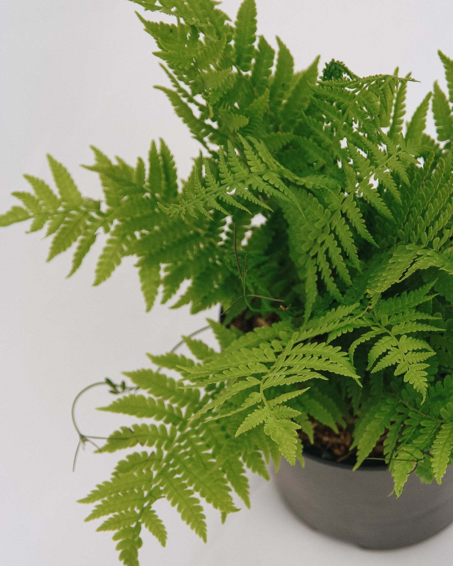 Ostrich Fern (Fiddlehead)