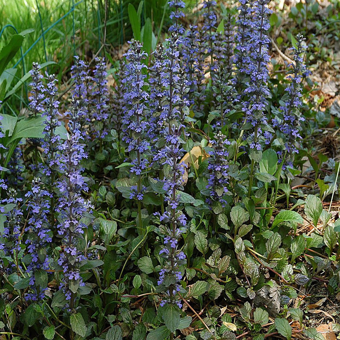 Catlin's Giant Bugleweed