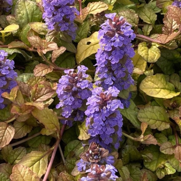 Pleasant Pheasant Bugleweed