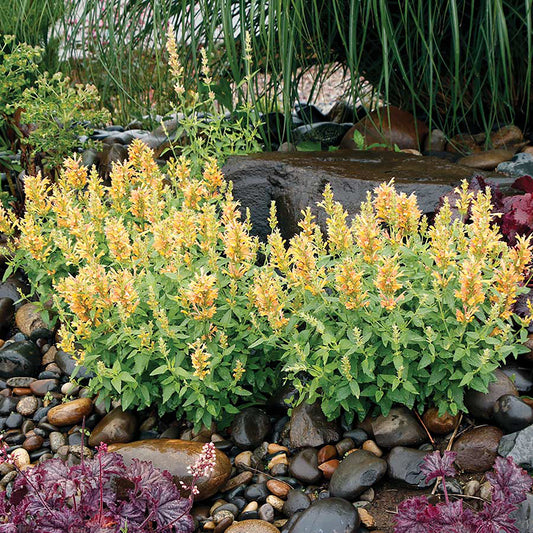 Poquito Butter Yellow Hyssop