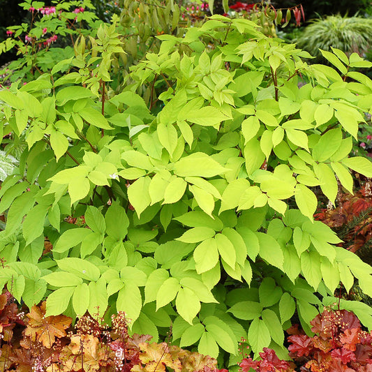 Japanese Spikenard 2 Gallon / 1 Plant