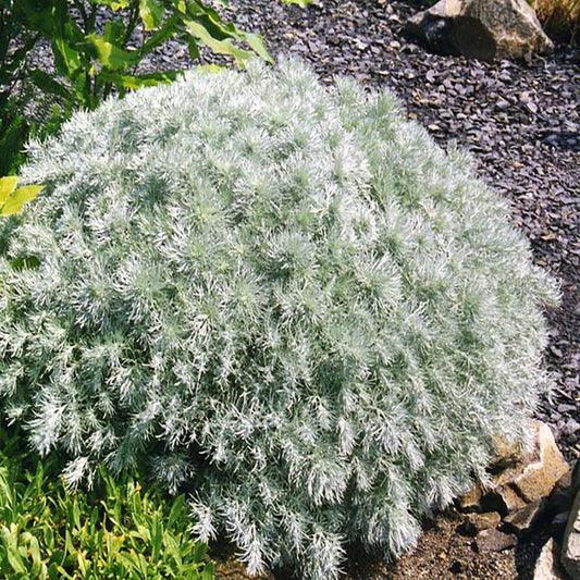 Silver Mound Wormwood