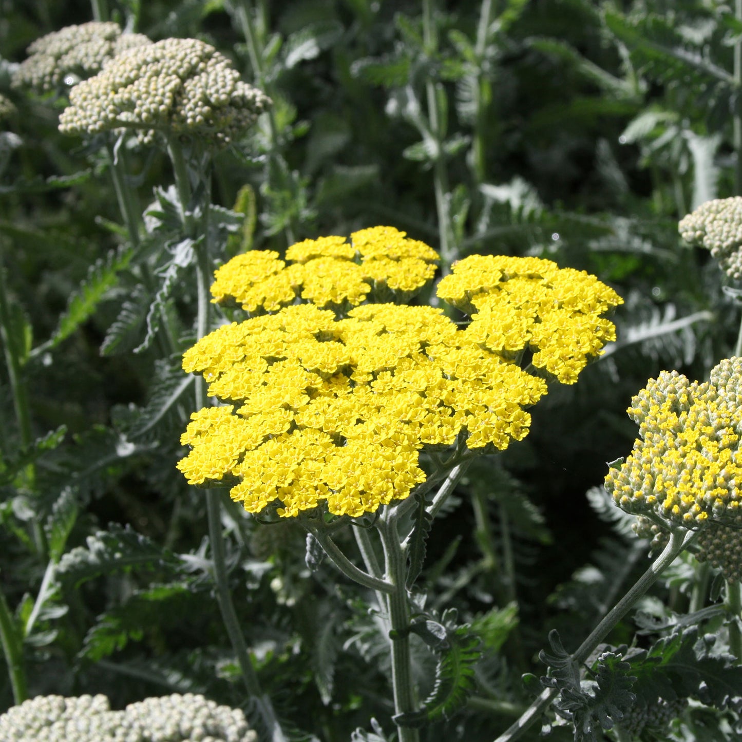 Sunny Seduction Yarrow