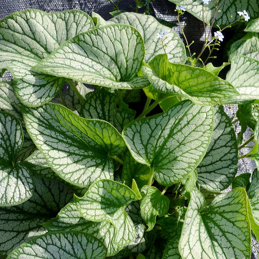 Silver Charm Siberian Bugloss 1 Gallon / 1 Plant